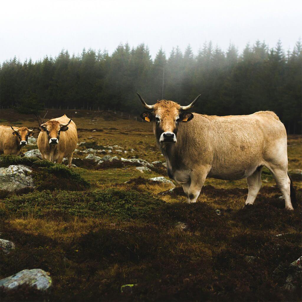 Que faire en Ardèche - vaches dans un champs