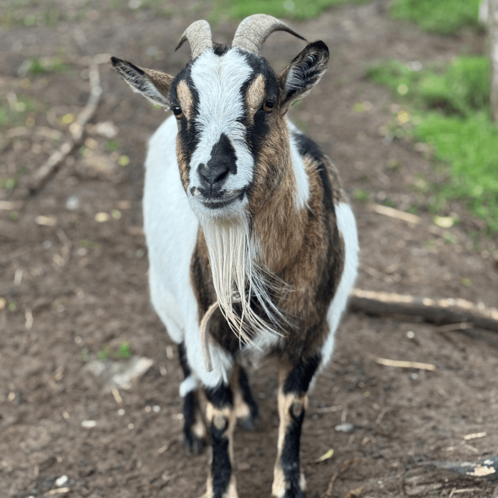 Gite Ardèche authentique - chèvre dans un enclos