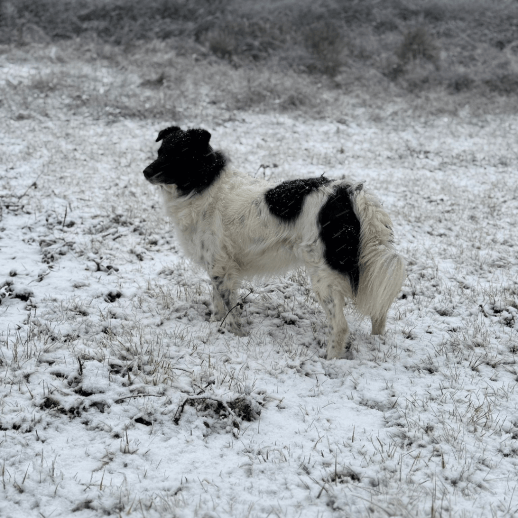 Gite Ardèche authentique - photo d'un moyen chien noir et blanc sous la neige