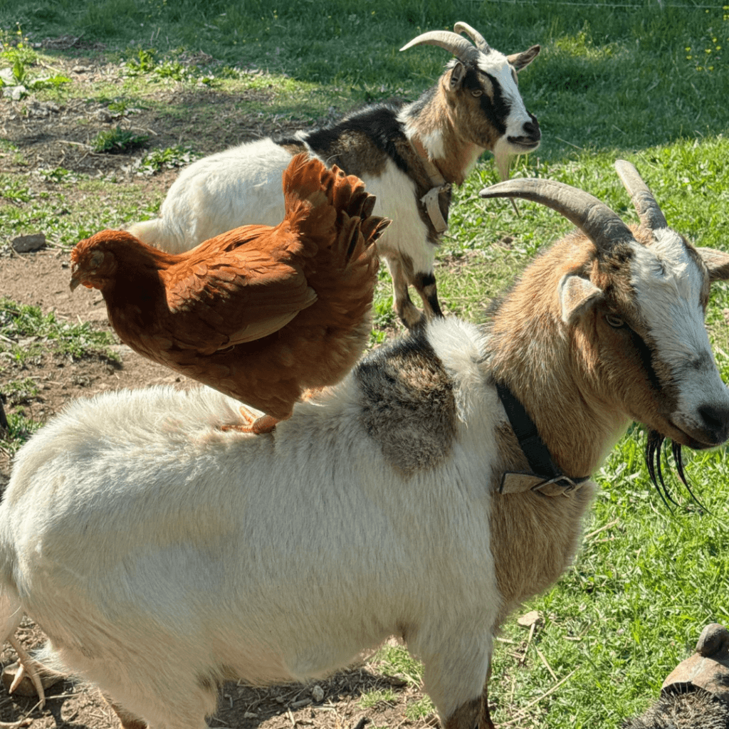 Gite Ardèche authentique - poule perchée sur une chèvre