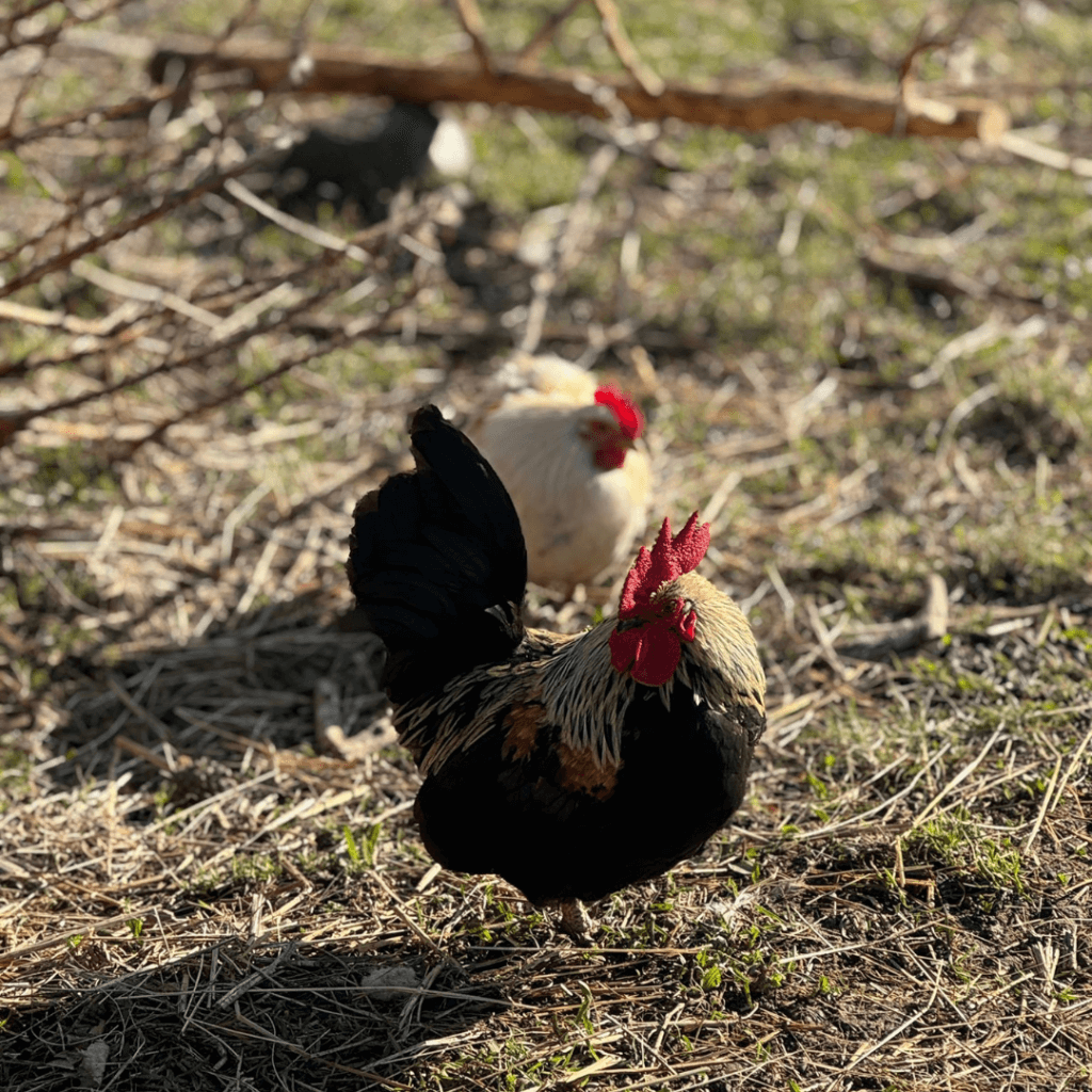Gite Ardèche authentique - coq et poules dans une prairie