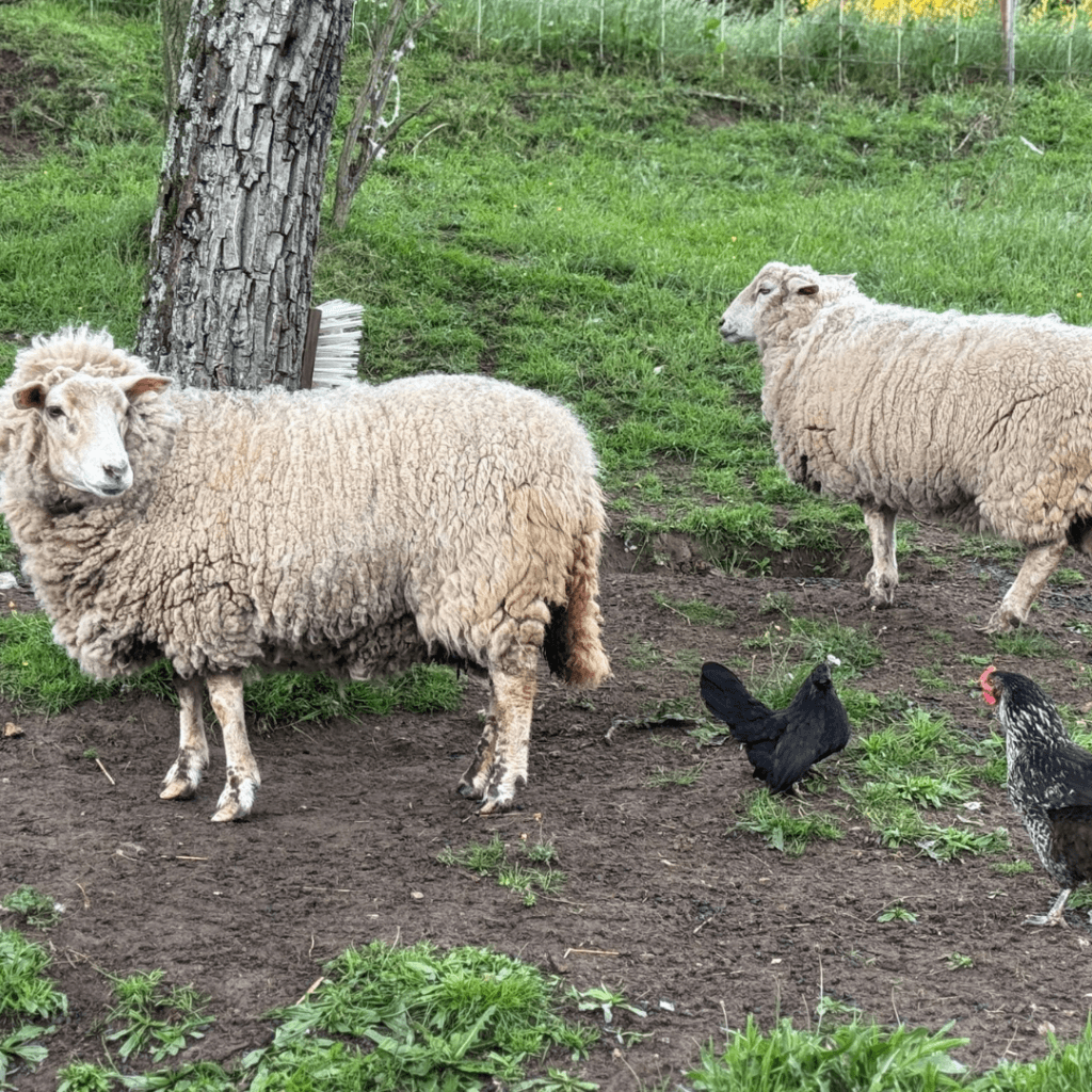 Gite Ardèche authentique - moutons et poules dans une prairie