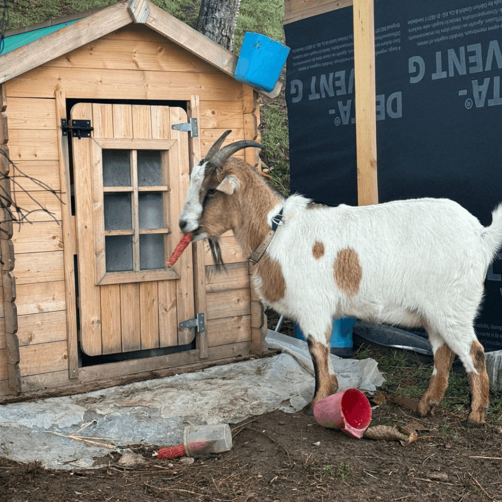 Gite Ardèche authentique - chèvre qui manche une carotte devant sa cabane en bois