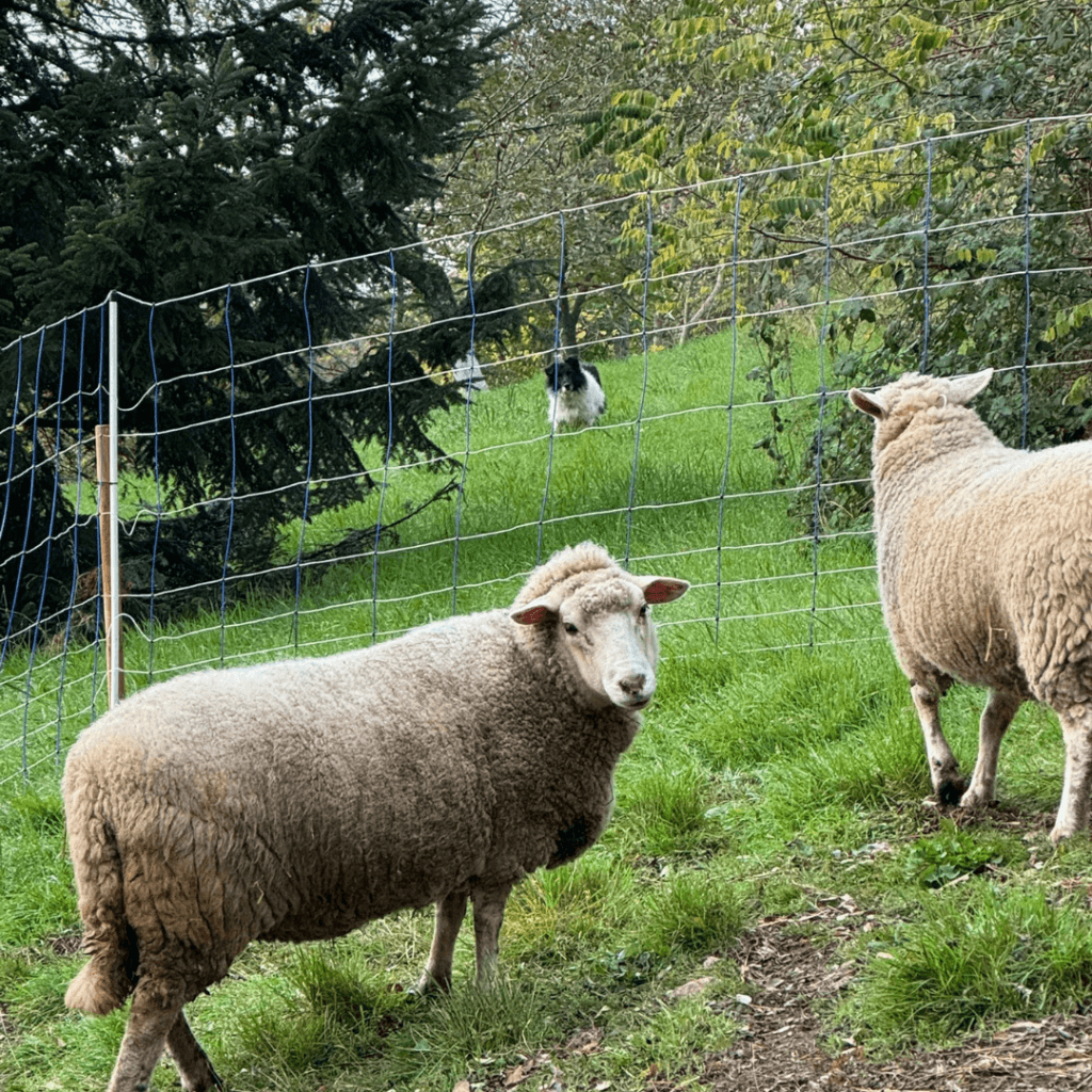 Gite Ardèche authentique - moutons dans une prairie