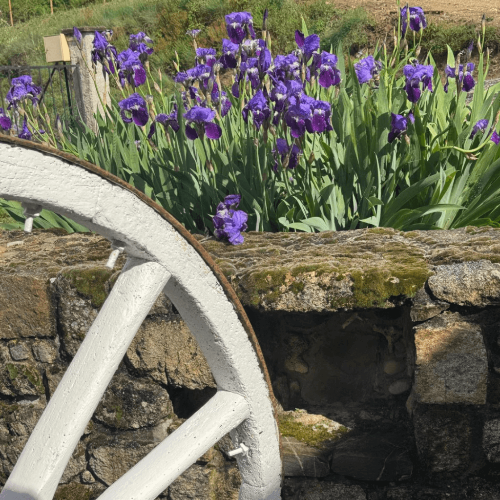 mur en pierre, roue blanche de carriole et fleurs violettes