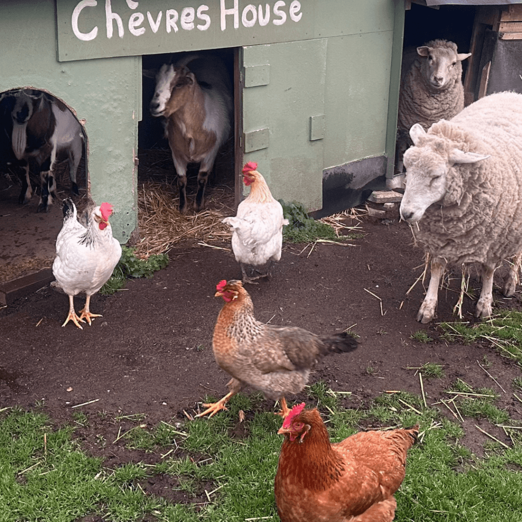 Gite Ardèche authentique - poules chèvres et moutons sous leur abris en bois