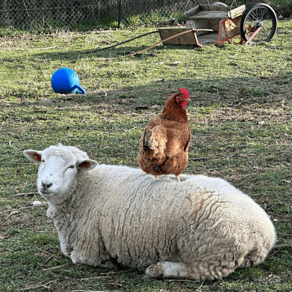 Gite Ardèche authentique - poule perchée sur un mouton