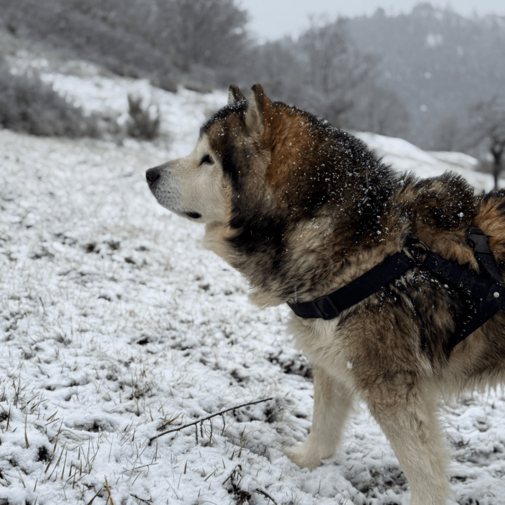 Gite Ardèche authentique - photo d'un grand chien marron et blanc sous la neige