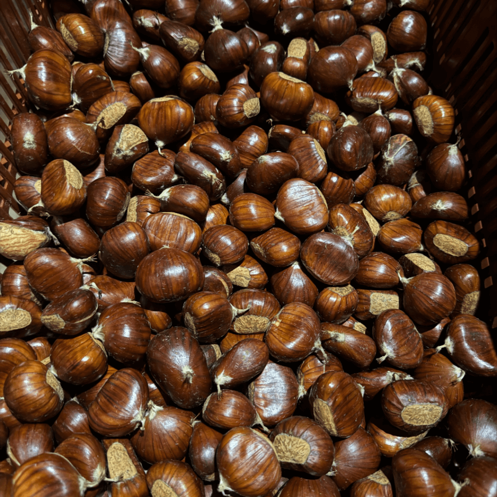 chataignes Ardèche gites